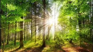 Beautiful Relaxing Music for Stress Relief &bull; Meditation Music, Sleep Music, Ambient Study Music