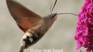 Hummingbird Hawk Moth
