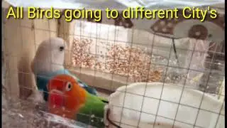 cargo done All birds going to different City's.