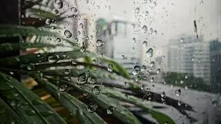 Lo-fi beats and rainy dreams 💡🎵 #CityCalm