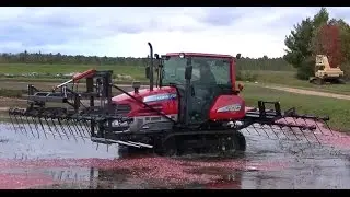 Yanmar T80 Crawler Tracked Tractor Knocking off Cranberries