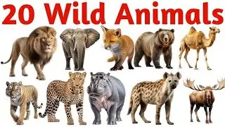 Wild animals names for kids learn | wild animals vocabulary for children | Preschool Video