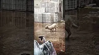 Will This Dog Find Hope? 🐶💔 #dog #sad #shorts #fyp #viral