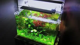 Dennerle Scaper's Tank 35lt with Paracheirodon simulans