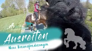 Shire Horse ausreiten I Neue Herausforderung #Shirehorse #Ausritt