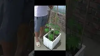 🌿 How I Use Aloe Vera to Grow Massive Bitter Melons! (Natural Growth Hack)