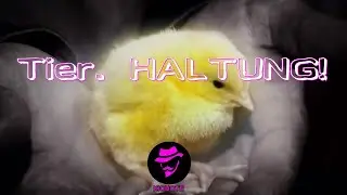 KICHOTE - Tier. HALTUNG! (Official Video)
