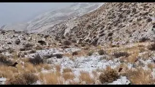 Pointing Partridge in Idaho 