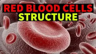 RED BLOOD CELLS and HAEMOGLOBIN- STRUCTURE | Dr.Sonu Yadav | Pathology Kingdom | Haematology