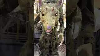 Mutant Sewer Rat Animatronic #halloween #spiritofhalloween #halloweendecorations