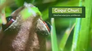 Coqu&iacute; Chur&iacute; (Eleutherodactylus antillensis)  #nature #aprendoencasa #youtube