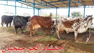 احتشام گجر چیچیاں 2 بھینسیں 3 گائیں برائے فروخت 30 جنوری 2026 karnana channel