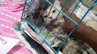 After effects of C-Section Surgery in cats | vomitting after anesthesia.