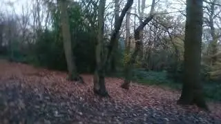 Highgate Woods, London
