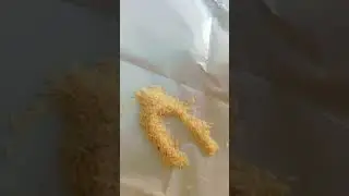 Basmati Rice 🌾 Eating 🍚 white spoon/Raw Rice Eating Asmr/ #asmr #satisfying #food #basmati_rice