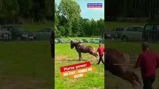 Anyone know about horse tug of war #trending #sports #olympicsport