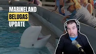 Marineland Beluga Whales: What Happens Next and Why This Decision Matters for Animal Welfare