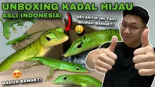 BELI KADAL HIJAU CANTIK DI TOKO HIJAU! ASLI CAKEP BANGET GUYS!