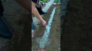 Simple way to plant seeds #plants #shorts