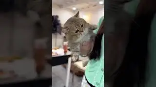 Fight with short leg #shorts #cute #cat #kitten #funny