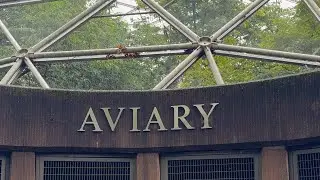 AVIARY QUEENS ZOO #birds #aviary #zoo #animals #love #nyc #travel #usa #museum #history #youtube