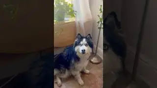 My whole world 🌎  #love #bond #husky #dog #funny #viralvideo #fyp #momlife #shorts
