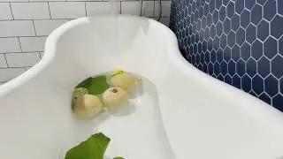Bathtub Filling ASMR // Low Pressure Water with Floating Summer Squashes 6 Hour Loop