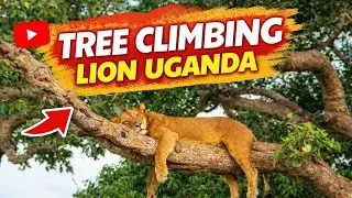 Famous Tree claiming lion! Of ishasha / why Lions live in the trees Africa's best kept secret 