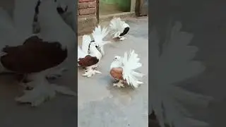 amazing quality pigeon 🕊️🕊️#kabutar#trending#status#shorts#popular#shortvideo