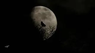 Stive Morgan - Fairy Tales of the Old Forest 2021