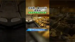 农场推一晚8888元&ldquo;猪景房&rdquo;Pig farm launched accommodation room 8888 yuan a night 