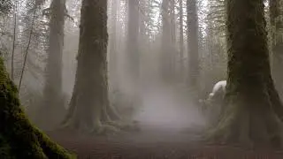 Missing in the woods?
