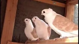 Yellow Old German Owl Pigeons