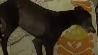 Big Man Lee (Leeiscool1) 'Night Night Ziggy' compilation (RIP Ziggeh, n-night pal)