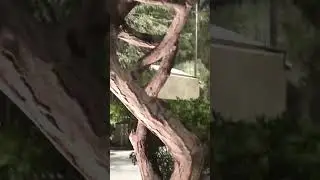 National Tree of United Arab Emirates #national #tree #shorts #ghaf #trending  #asmr