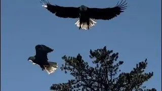 Dog Lake Northern Ontario Majestic Eagle Encounter!