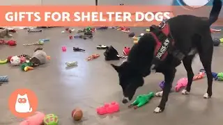 Watch These SHELTER DOGS Choose Their CHRISTMAS GIFTS 🐶🎄
