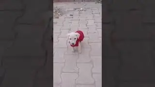 Rescue Puppies React to Sweaters for the First Time 🥹#shorts