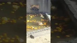 Capybara orange hot spring