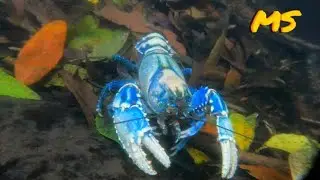 The Rare GIANT Lamington Spiny Crayfish!