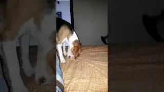Perrita rascando colcha como loca