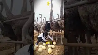 𝐒𝐭𝐞𝐚𝐥𝐢𝐧𝐠 𝐎𝐬𝐭𝐫𝐢𝐜𝐡 𝐄𝐠𝐠𝐬!  #ostrich #egg #steal #animals #shorts #viral #viralvideo #shortvideo #fyp