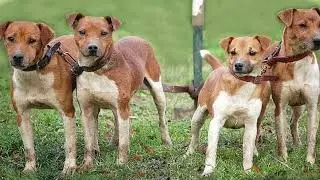 Plummer Terrier | Facts, History & Characteristics