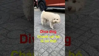 Chảnh C.h&oacute; l&agrave; c&oacute; thật | Diva dog #shorts #viral #dog #animals #pets #dogshorts #petlover #thinhhanh