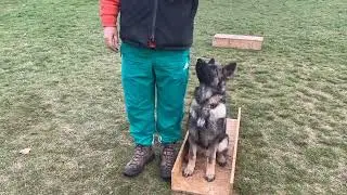 #rangerdog  Hogy segít a kutyánkon a box tréning?