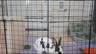 Easter Cage Tour