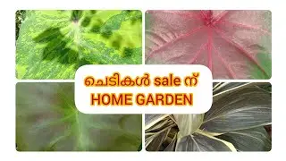 ഒരു subscribe ൻ്റെ ചെടികൾ.sale plants#HOME GARDEN,വീട്ടിലെ ചെടികൾ കുറഞ്ഞ വിലയിൽ. Watsapp 8075288741.