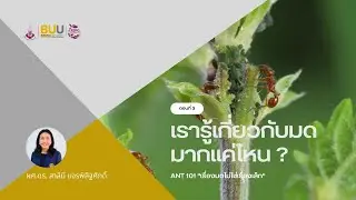 Ant 101 เรื่องมดไม่ใช่เรื่องเล็ก I EP.3 เรารู้เกี่ยวกับมดมากแค่ไหน ?