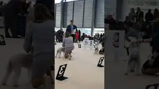World Dog Show 2021 Brno - Bitch Open Class