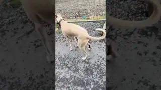 Picking up dog poop 🐶💩